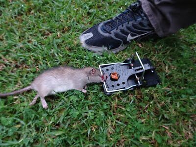 mouse trapping