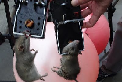 rodent trapping